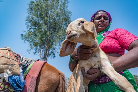 Indian nomad lady carrying baby sheep or lamb in a field in rural Maharashtra, India