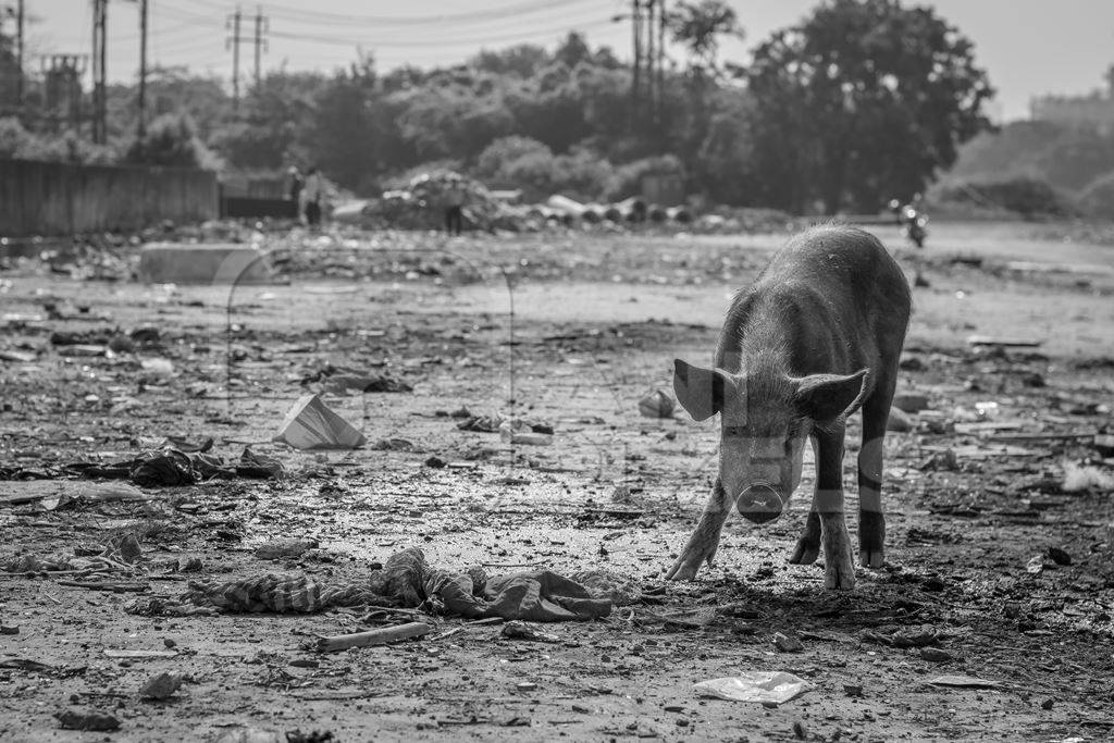 Indian urban or feral pigs in a slum area in an urban city in Maharashtra in India in black and white