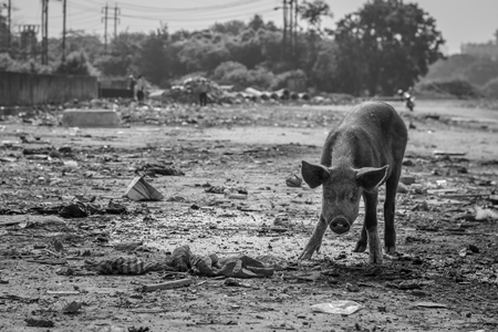 Indian urban or feral pigs in a slum area in an urban city in Maharashtra in India in black and white