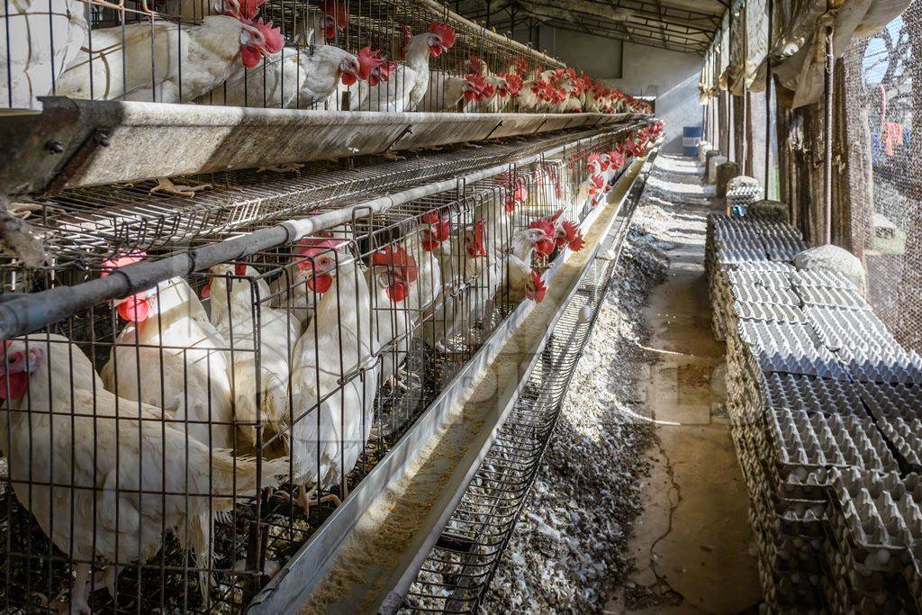 Indian chickens or layer hens in battery cages on an egg farm on the outskirts of Ajmer, Rajasthan, India, 2022