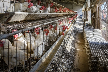 Indian chickens or layer hens in battery cages on an egg farm on the outskirts of Ajmer, Rajasthan, India, 2022