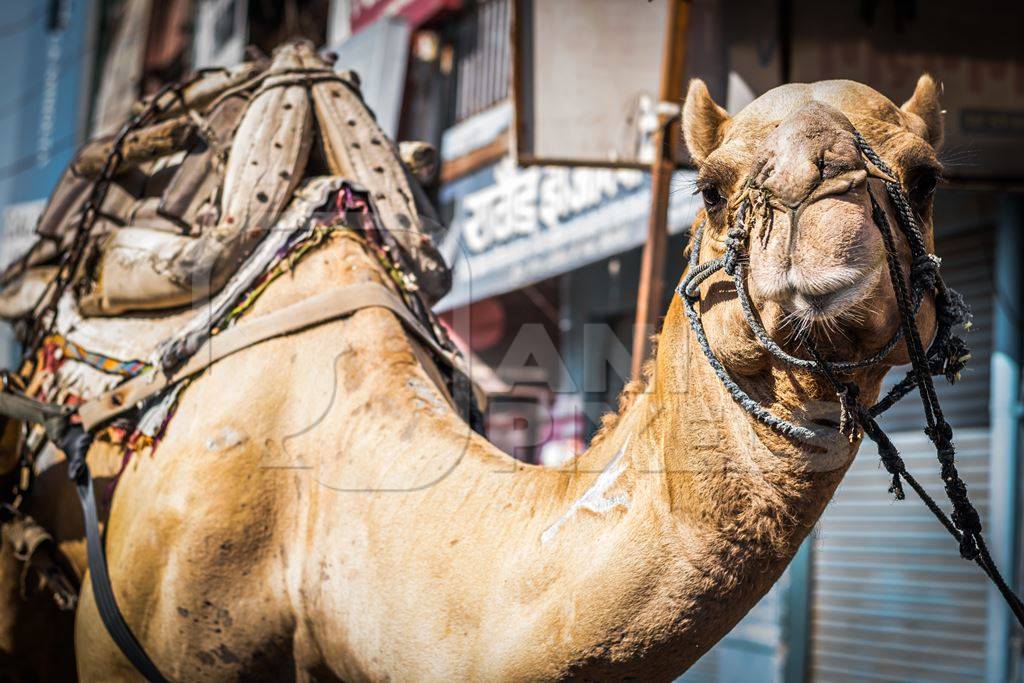 Brown working camel in harness on city street in Bikaner in Rajasthan