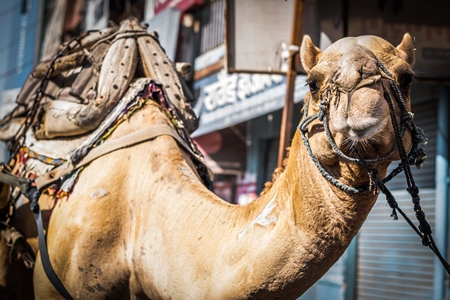 Brown working camel in harness on city street in Bikaner in Rajasthan