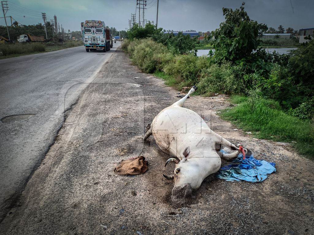 Dead Indian cow or bullock at the side of the road, the Kona Expressway, Kolkata, India, 2022