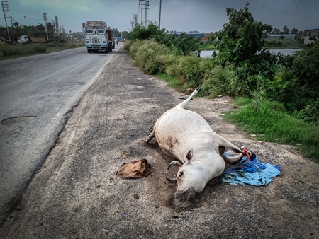 Dead Indian cow or bullock at the side of the road, the Kona Expressway, Kolkata, India, 2022