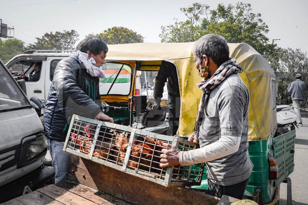 Men load Indian chickens into an auto ricksaw at Ghazipur murga mandi, Ghazipur, Delhi, India, 2022