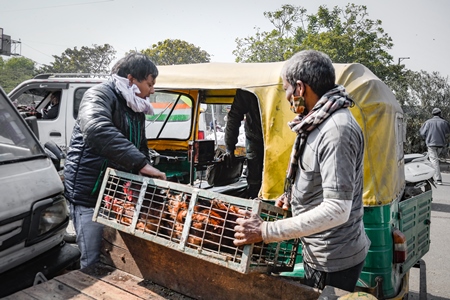 Men load Indian chickens into an auto ricksaw at Ghazipur murga mandi, Ghazipur, Delhi, India, 2022