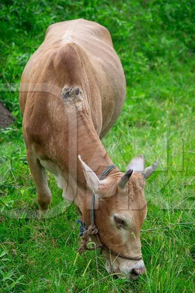 Working Indian bullock used for ploughing fields with wound from the plough on farm in rural Assam, in Northeastern India