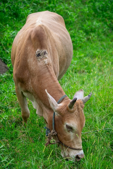 Working Indian bullock used for ploughing fields with wound from the plough on farm in rural Assam, in Northeastern India