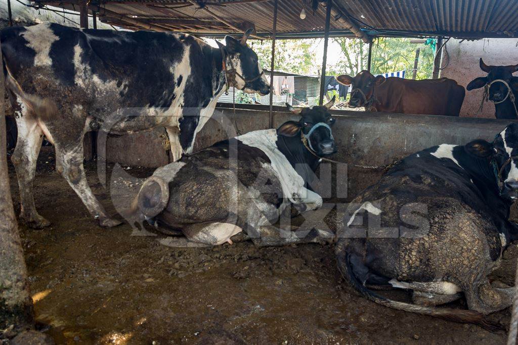 Dairy cows tied up in a dirty urban dairy