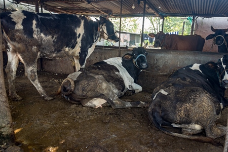 Dairy cows tied up in a dirty urban dairy