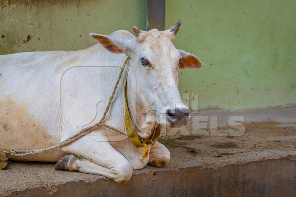 Indian cow in village in rural Bihar with green wall background