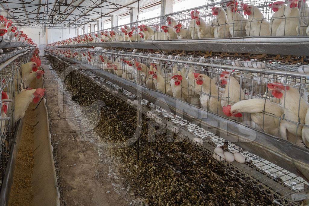 Many layer hens or chickens in battery cages on a poultry layer farm or egg farm in rural Maharashtra, India, 2021