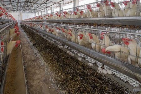 Many layer hens or chickens in battery cages on a poultry layer farm or egg farm in rural Maharashtra, India, 2021