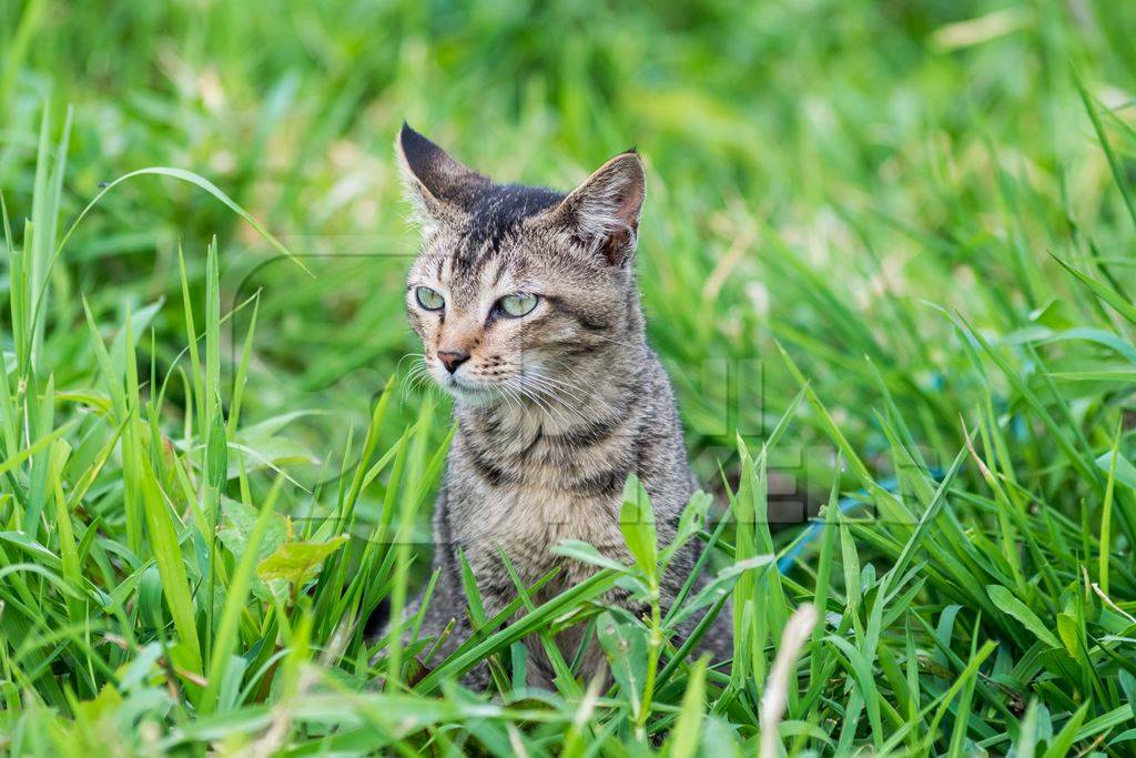 Cute small pet tabby kitten in the green grass