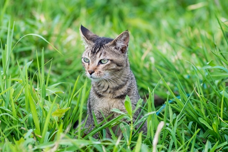 Cute small pet tabby kitten in the green grass