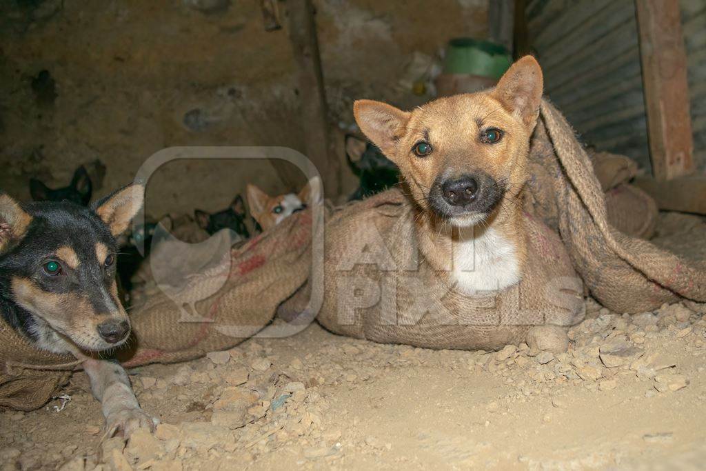 Indian dogs tied up in sacks at a dog meat market in Nagaland, India, 2018