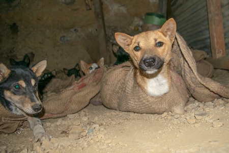 Indian dogs tied up in sacks at a dog meat market in Nagaland, India, 2018