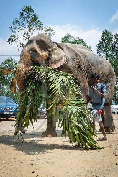 Elephant used for tourist rides in the hills of Munnar in Kerala