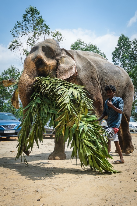 Elephant used for tourist rides in the hills of Munnar in Kerala