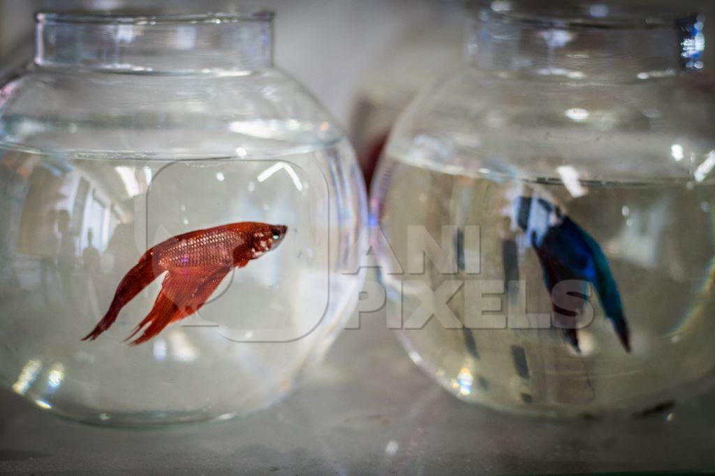 Siamese fighting fish or betta fish on sale in fish bowls at Crawford pet market in Mumbai in India