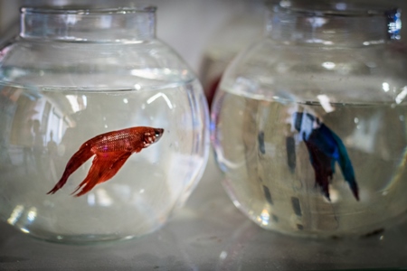 Siamese fighting fish or betta fish on sale in fish bowls at Crawford pet market in Mumbai in India