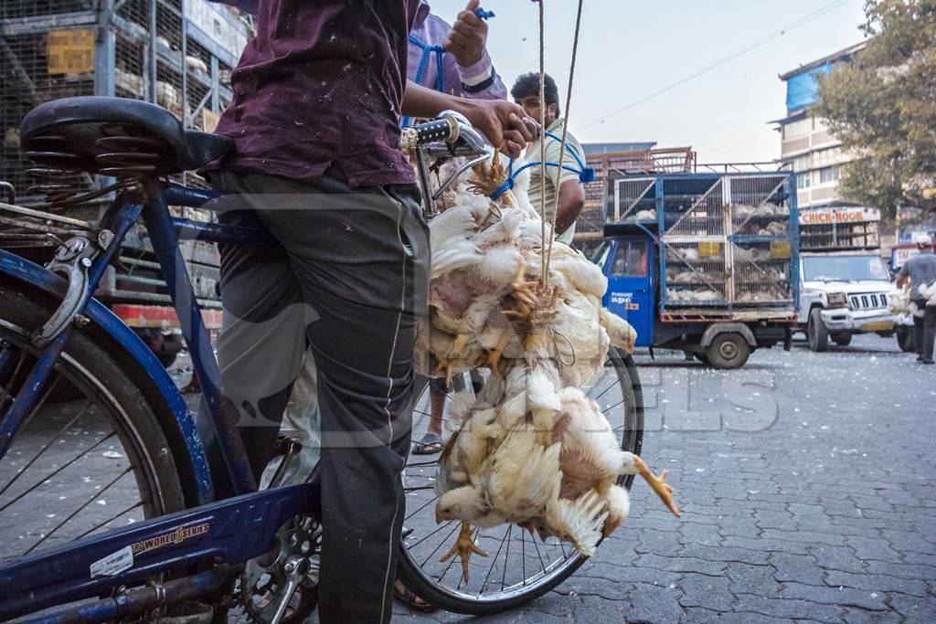 Broiler chickens raised for meat being carried upside down on a bicycle by Crawford meat market in Mumbai