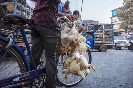 Broiler chickens raised for meat being carried upside down on a bicycle by Crawford meat market in Mumbai