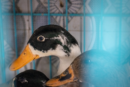Ducks in cage on sale as pet at Crawford pet market in Mumbai, India