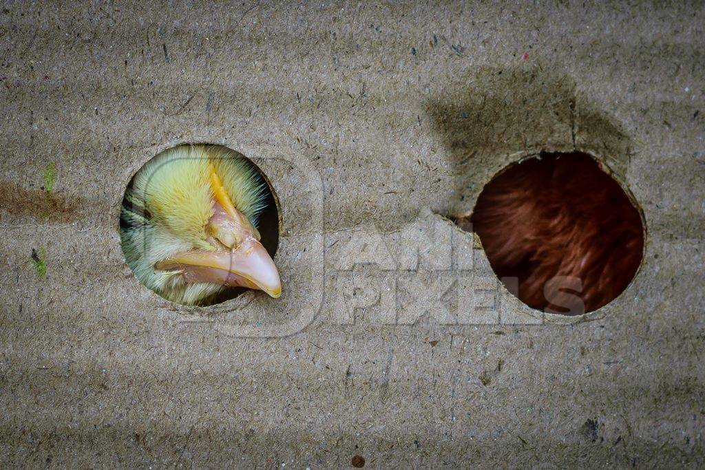 Coloured chicks in cardboard box on sale at Juna Bazaar