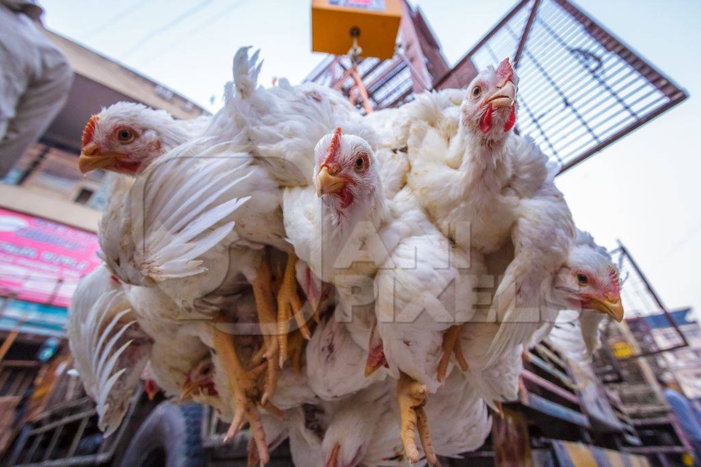 Broiler chickens hanging upside down being unloaded from transport trucks near Crawford meat market in Mumbai