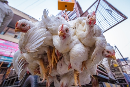 Broiler chickens hanging upside down being unloaded from transport trucks near Crawford meat market in Mumbai