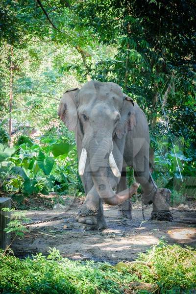 Elephant in musth chained up at Punnathur Kota elephant camp near Guruvayur temple, used for temples and religious festivals