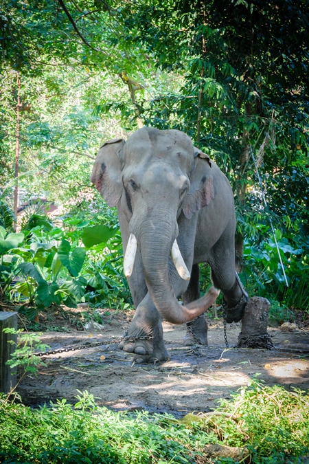 Elephant in musth chained up at Punnathur Kota elephant camp near Guruvayur temple, used for temples and religious festivals