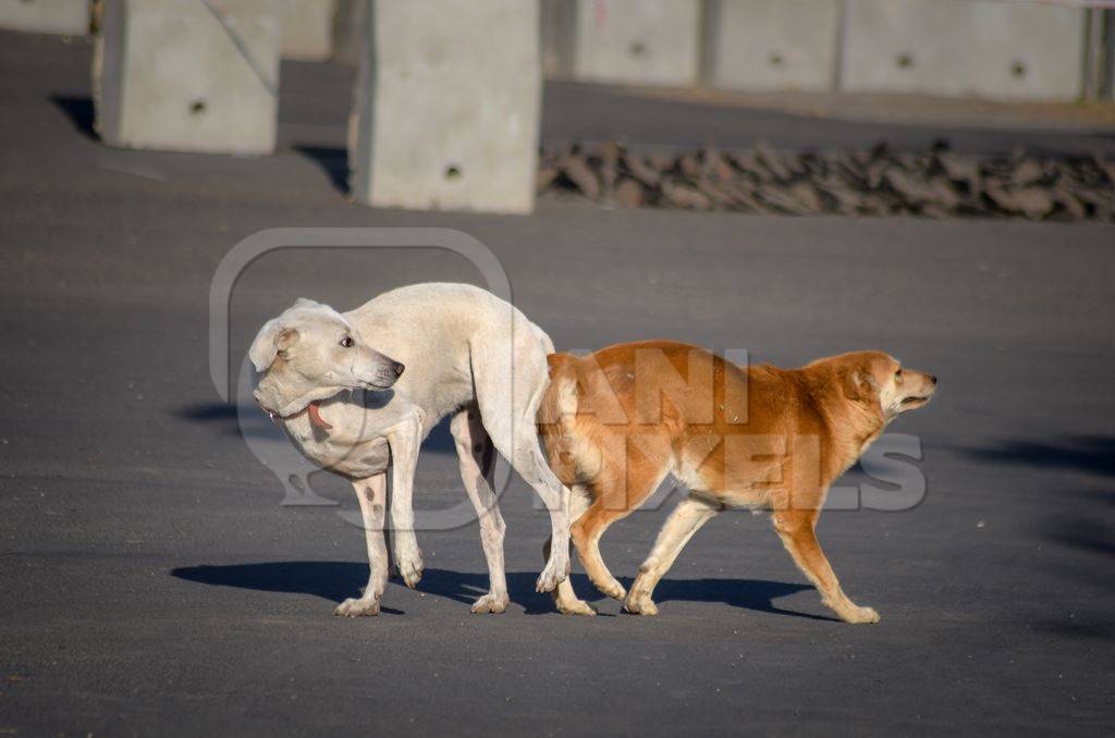 Two Indian stray or street dogs mating in a tie on the road in an urban city in Maharashtra, India