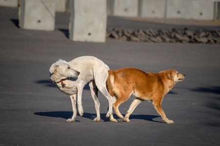 Two Indian stray or street dogs mating in a tie on the road in an urban city in Maharashtra, India