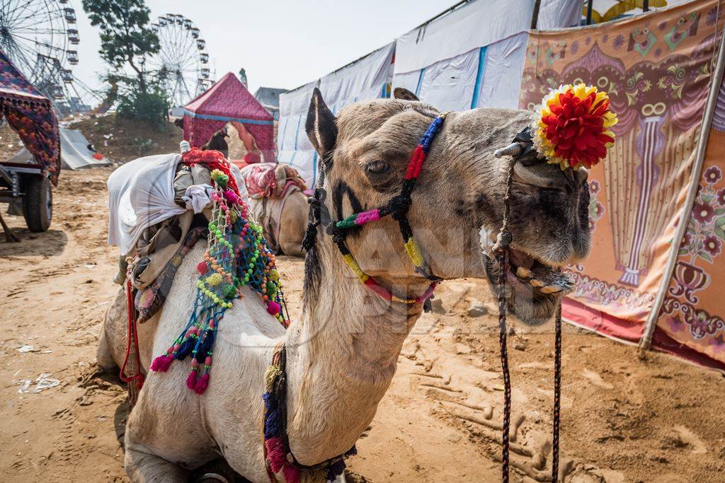 Indian camel decorated and harnessed for tourist rides at Pushkar camel fair in Rajasthan, India, 2019