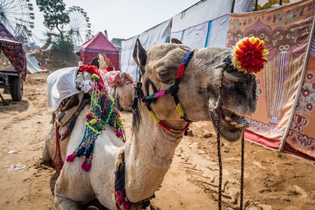 Indian camel decorated and harnessed for tourist rides at Pushkar camel fair in Rajasthan, India, 2019
