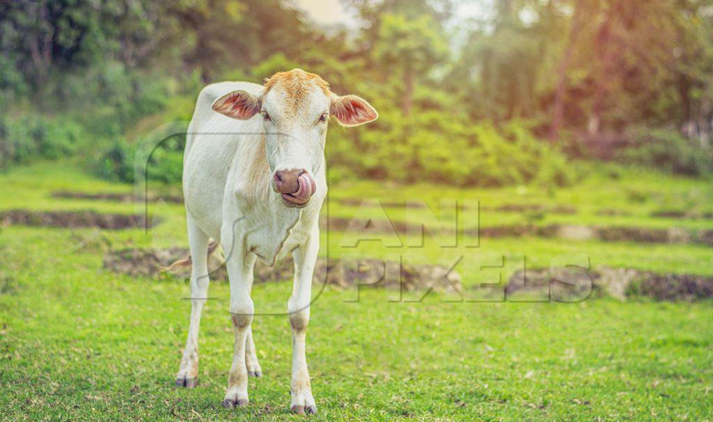 Cream Indian cow in a green field in a village (with background editing)