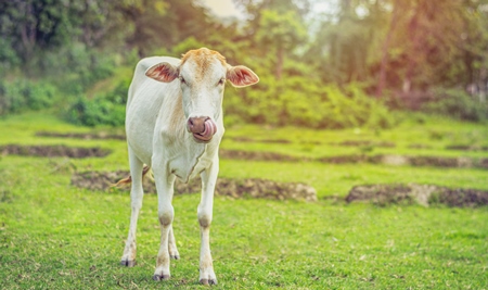 Cream Indian cow in a green field in a village (with background editing)