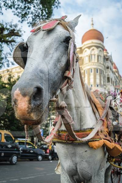 Close up of head of grey horse used for tourist carriage rides in Mumbai