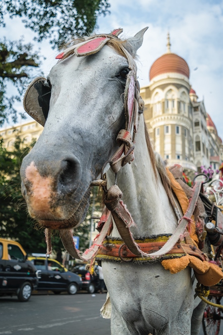 Close up of head of grey horse used for tourist carriage rides in Mumbai