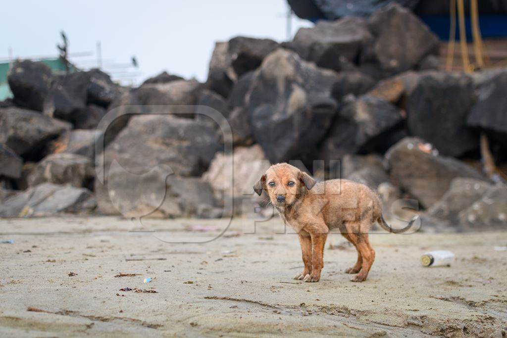 Small Indian street puppy or stray pariah puppy dog on the beach, Malvan, India, 2023