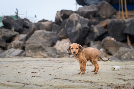 Small Indian street puppy or stray pariah puppy dog on the beach, Malvan, India, 2023