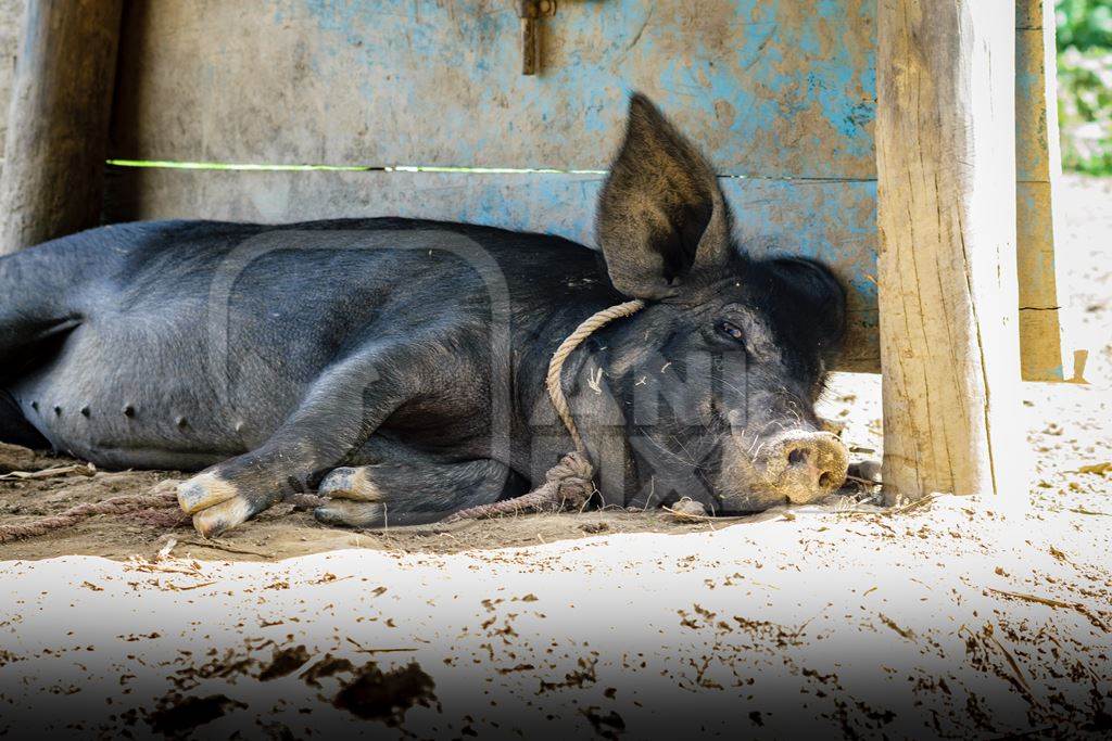 Pig in pig pen on rural farm in Manipur