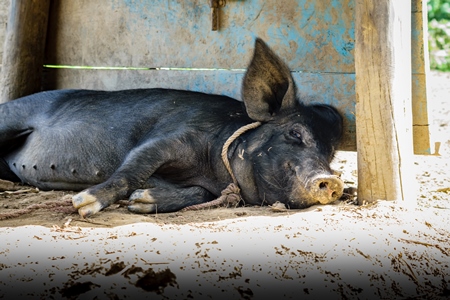 Pig in pig pen on rural farm in Manipur