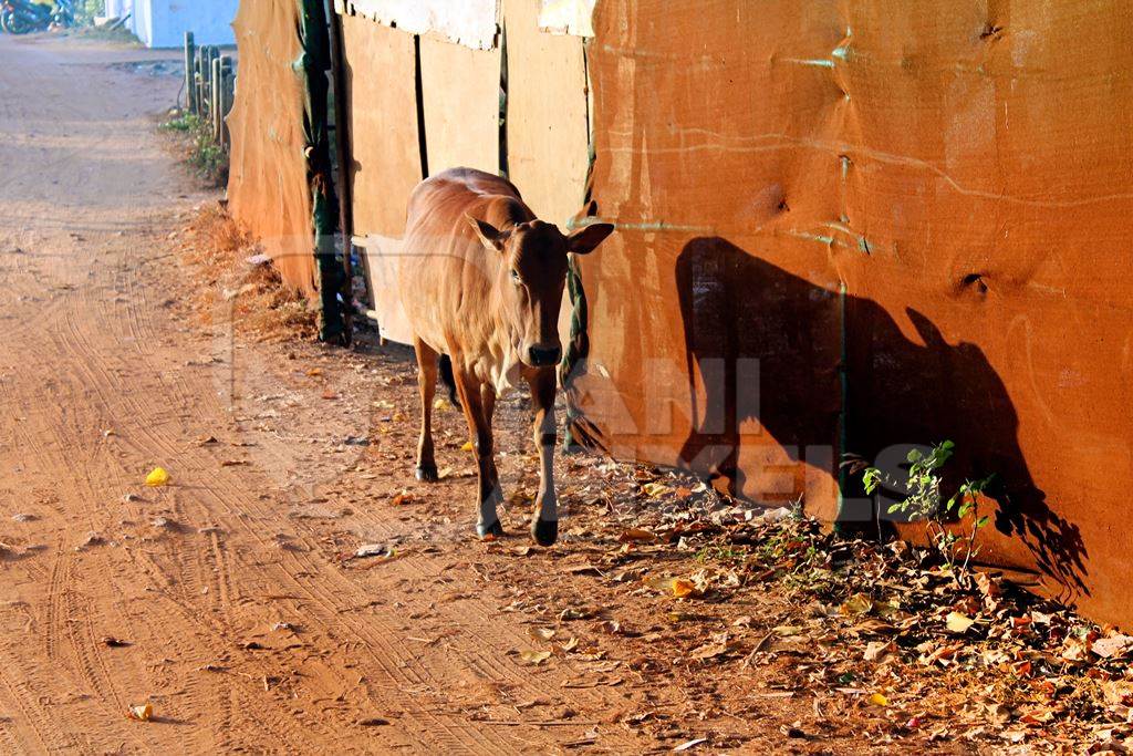 Street cow walking along road in Goa with orange background