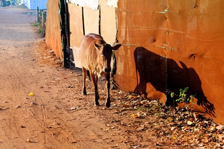 Street cow walking along road in Goa with orange background