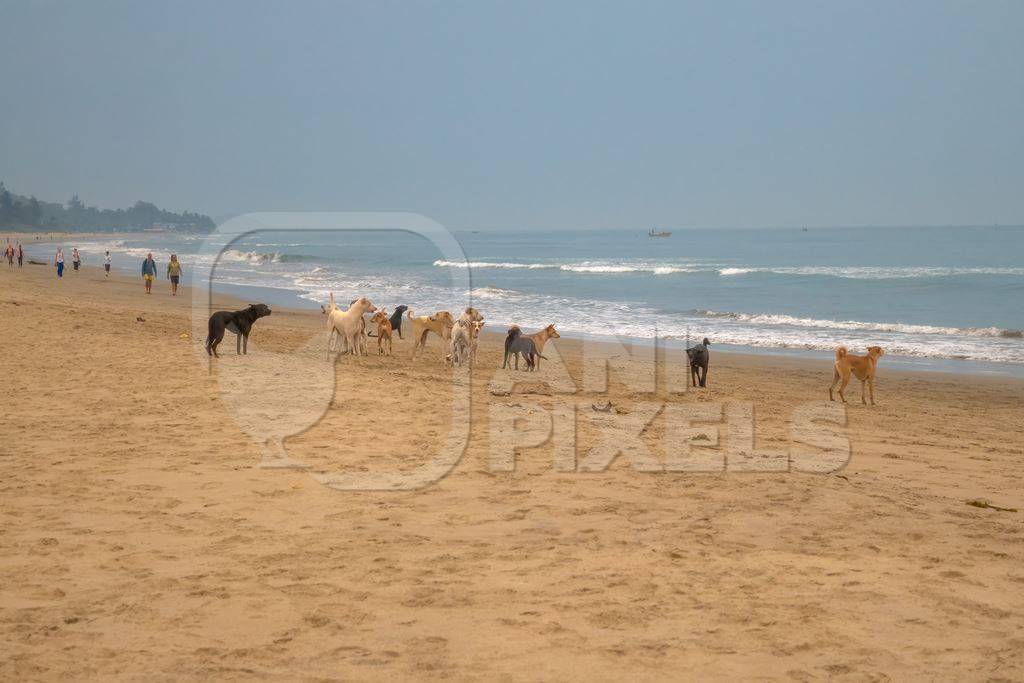 Photo of Indian street or stray dogs on beach in Goa with blue sky background in India