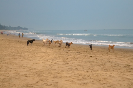 Photo of Indian street or stray dogs on beach in Goa with blue sky background in India